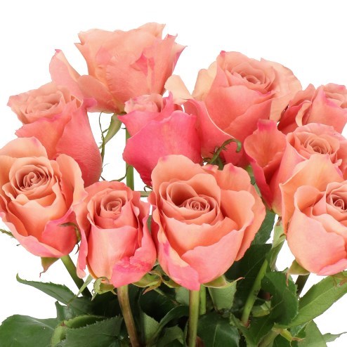 Rose Moccachino