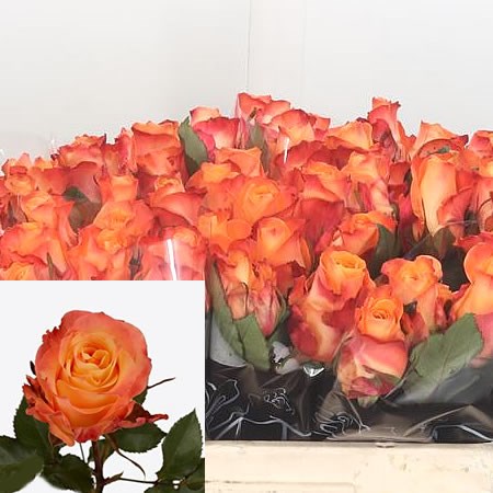 Rose Monalisa