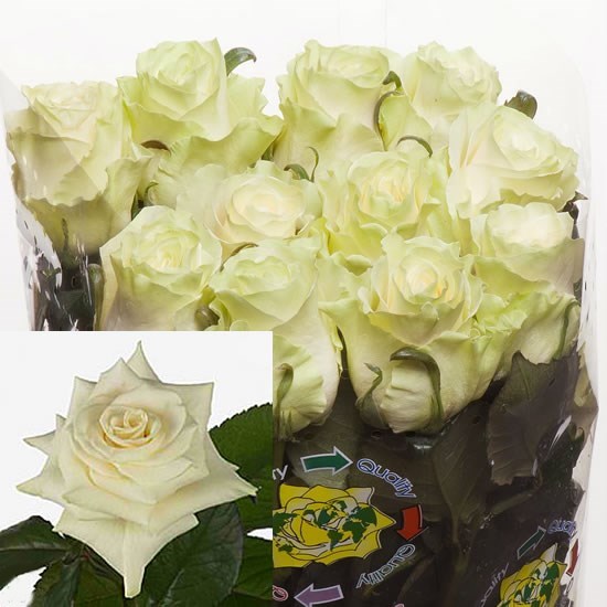 Rose Mondial (Ecuador)