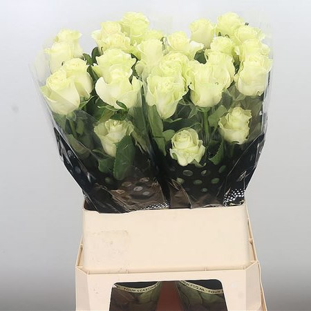 Rose Mondial (Ecuador)