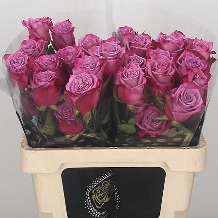 Rose Moody Blues (Ecuador)