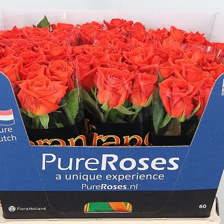 Rose Naranga