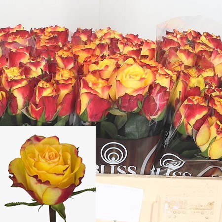 Rose Newsflash