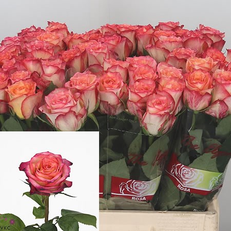 Rose Nicola