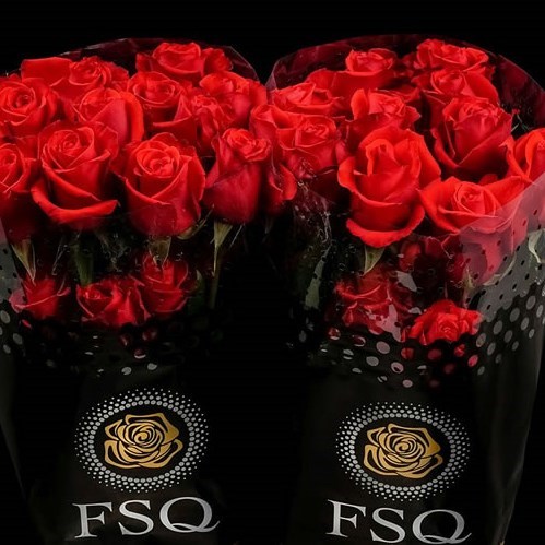 Rose Nina (Ecuadorian Large Heads)