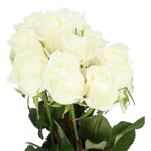 Rose Noelia