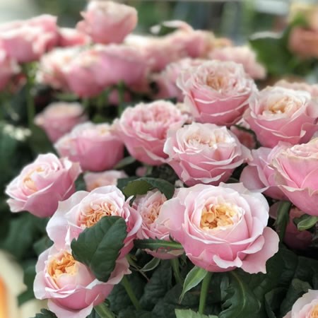 Rose Notting Hill