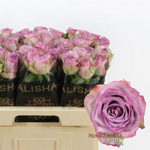 Rose Nova Zembla