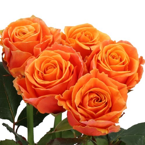 Rose Novi
