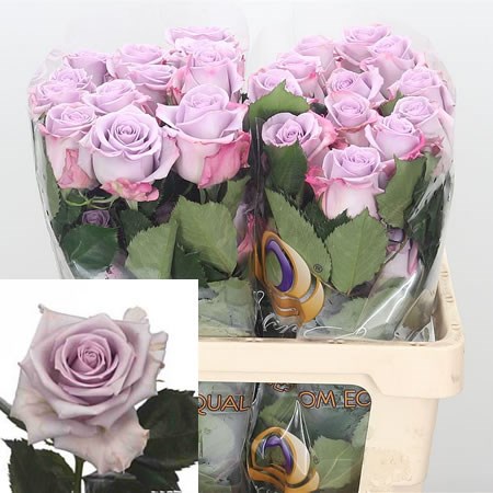 Rose Ocean Song (Ecuador)