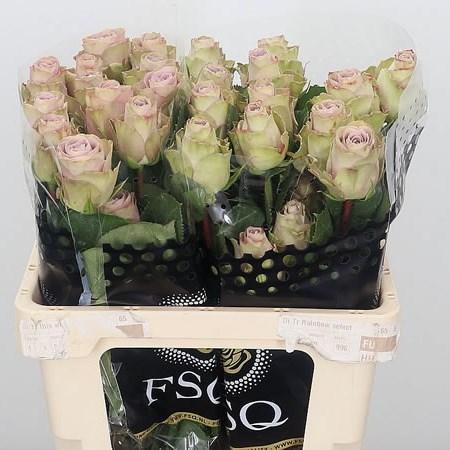 Rose Old Dutch (Ecuador)