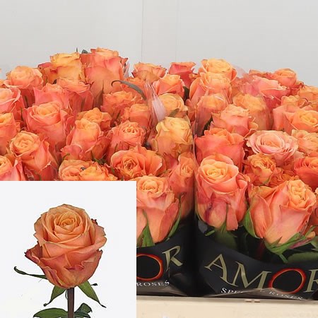 Rose Olympus