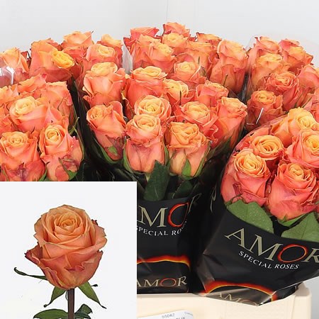 Rose Olympus