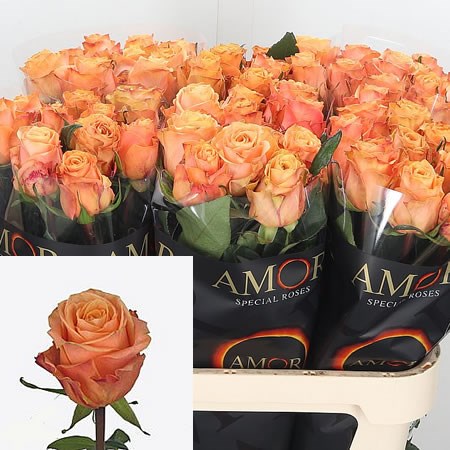 Rose Olympus