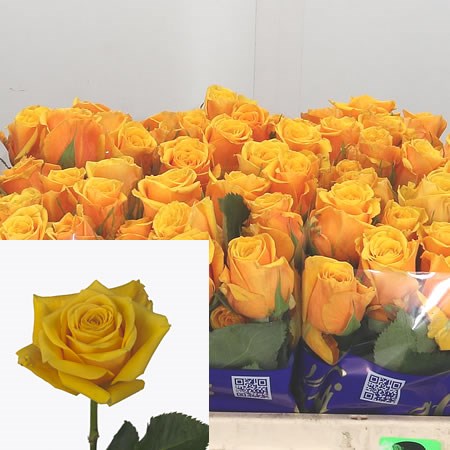 Rose Omara