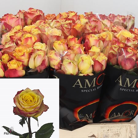 Rose On Air