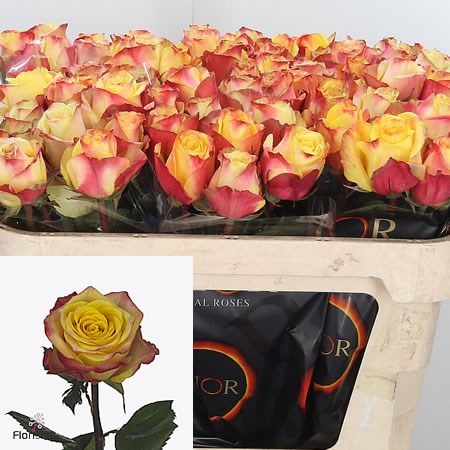 Rose On Air