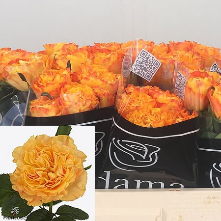 Rose Orange Reeva