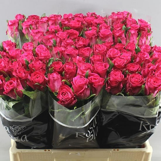 Rose Orchestra