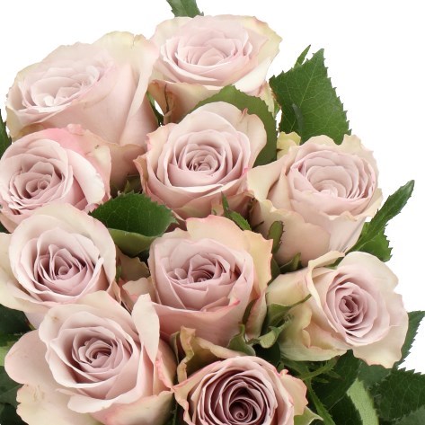Rose Paladio