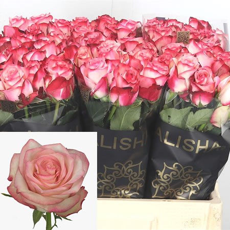 Rose Paloma