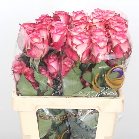 Rose Paloma (Ecuador)