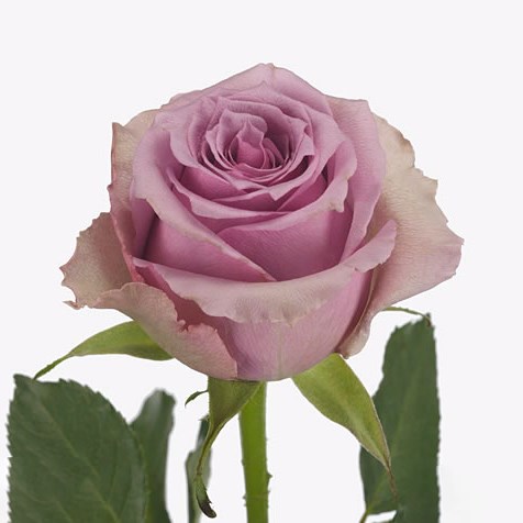 Rose Paranita