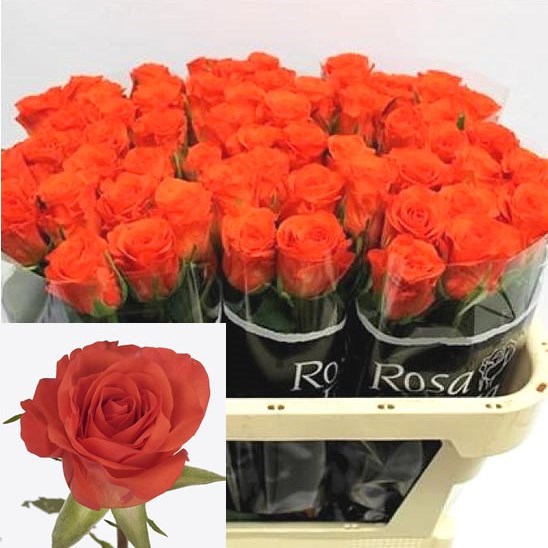 Rose Patz