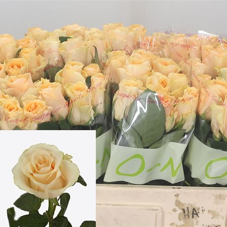 Rose Peach Tacazzi