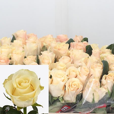 Rose Pearl Tacazzi