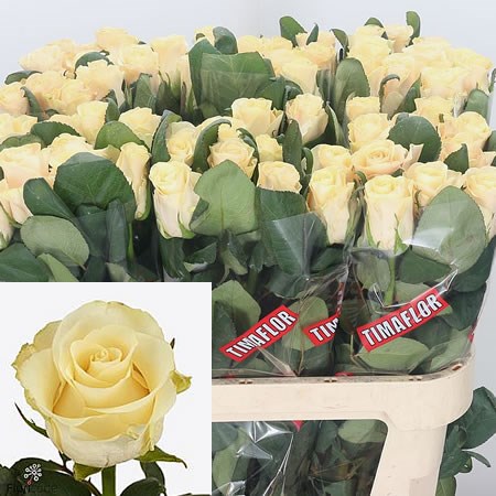 Rose Pearl Tacazzi