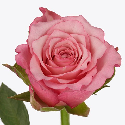 Rose Pink Eve