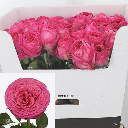 Rose Pink Illusion-BB