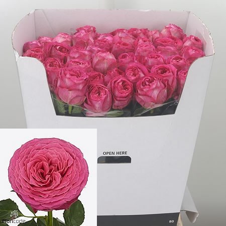 Rose Pink Illusion-bb