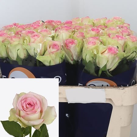 Rose Pink Journey