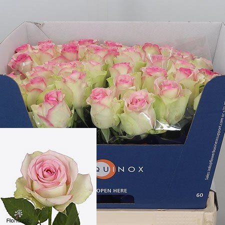 Rose Pink Journey