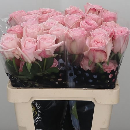 Rose Pink O'Hara (Ecuador)
