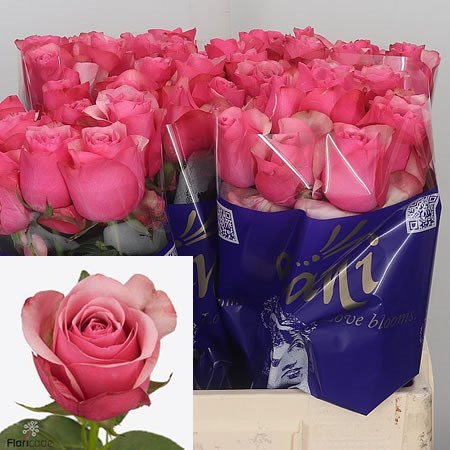 Rose Pink Paloma