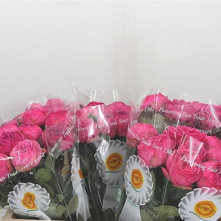 Rose Pink Piano