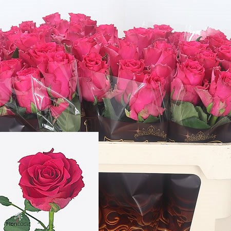 Rose Pink Rhodos
