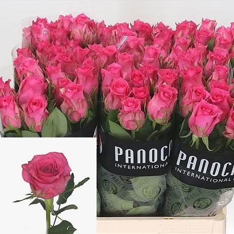 Rose Pink Sudoku