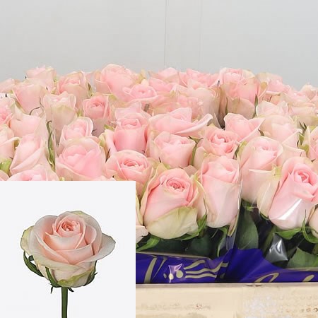 Rose Pink Wedding