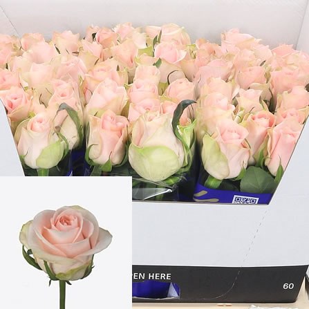 Rose Pink Wedding