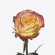 Rose Pirouette