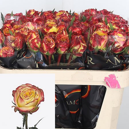 Rose Pirouette