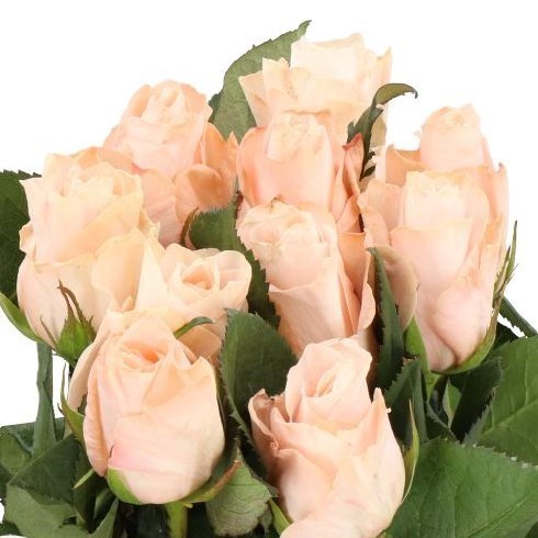 Rose Pomarosa