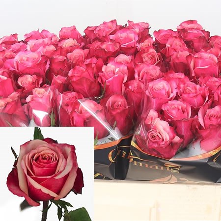 Rose Pompidou