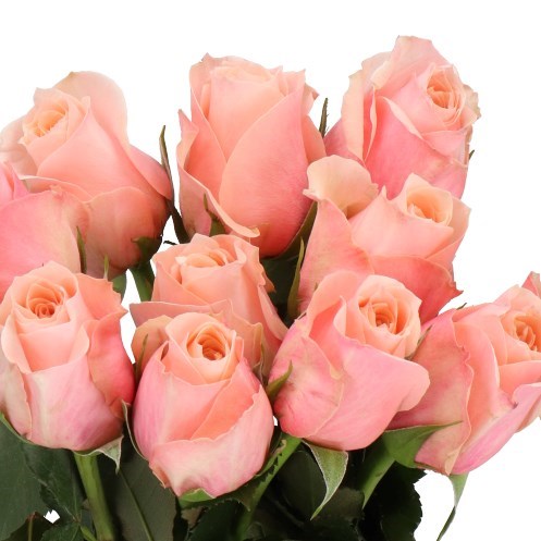 Rose Pretty Pillow