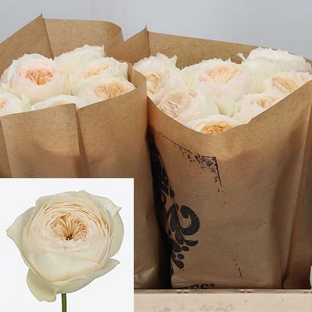 Rose Pride And Prejudice