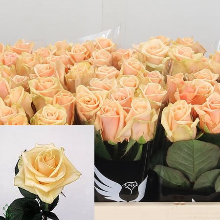 Rose Prima Donna
